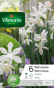 Narcisse Thalia (x6)